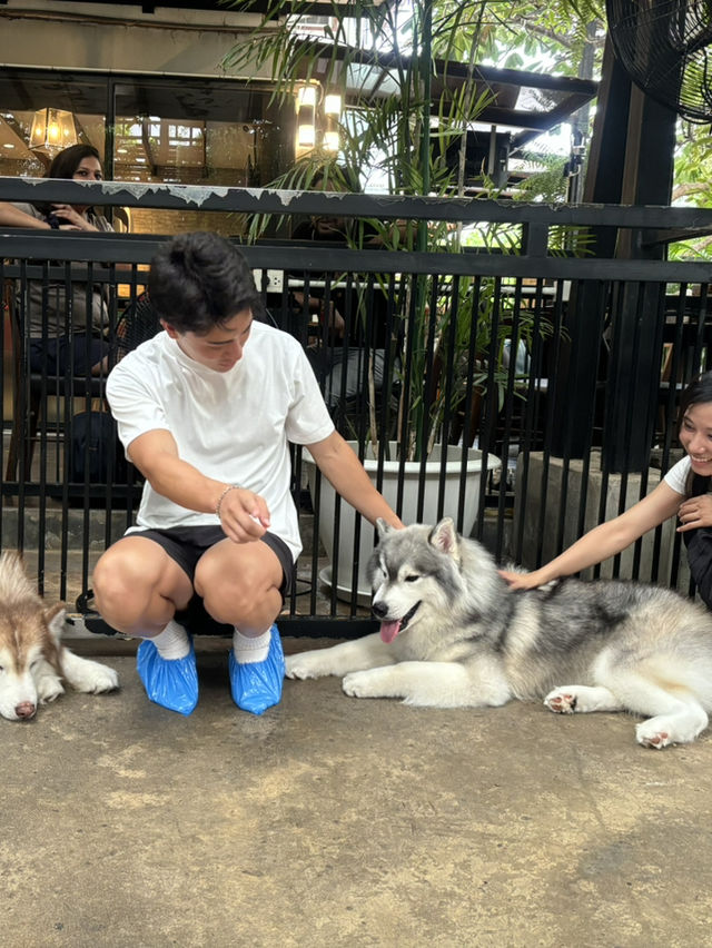 【バンコク】モフモフ好き発見！ハスキーカフェ🐕