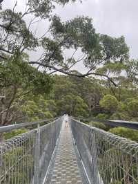 VALLEY OF THE GIANTS TREE TOP WALK