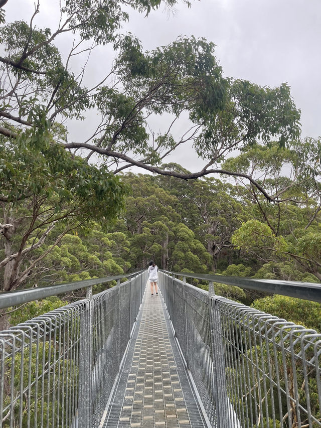 VALLEY OF THE GIANTS TREE TOP WALK