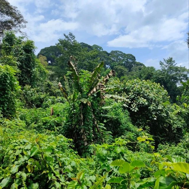 Spring Escape at Hot Spring, Sabah