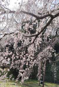 醍醐の花見　枝垂桜が美しすぎる