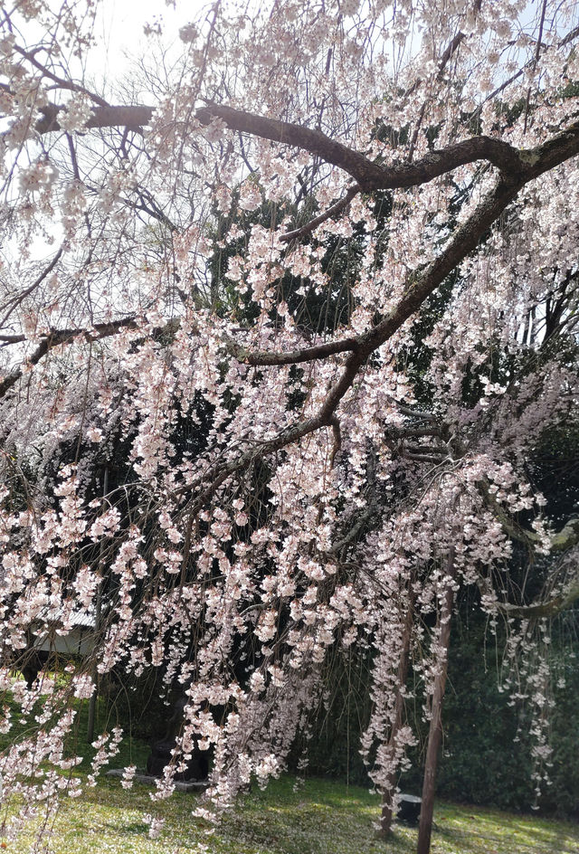 醍醐の花見　枝垂桜が美しすぎる