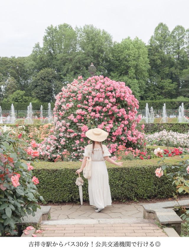 【東京おでかけスポット】神代植物公園バラが見ごろ！公共交通機関で行ける5月〜6月おすすめ