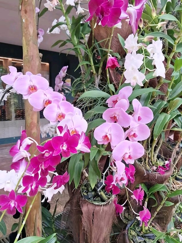Flora in Singapore Zoo