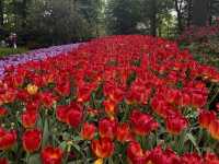 Keukenhof ทุ่งทิวลิปแดนดินสรวงสวรรค์