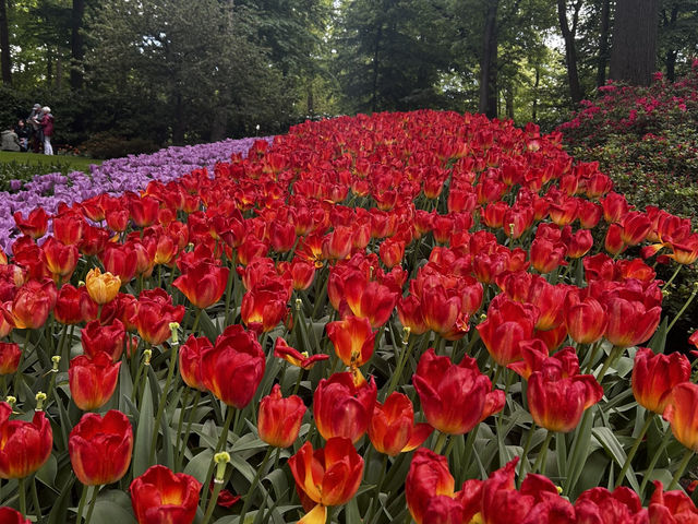 Keukenhof ทุ่งทิวลิปแดนดินสรวงสวรรค์