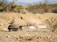 Desert Wonders: Hiking the Hidden Valley Trail in Joshua Tree