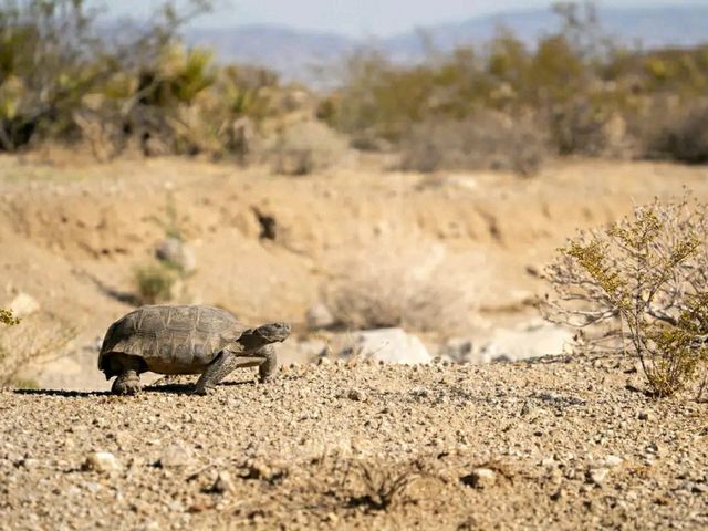 Desert Wonders: Hiking the Hidden Valley Trail in Joshua Tree