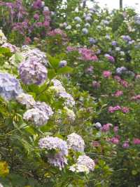 迫力満点　下田公園の紫陽花