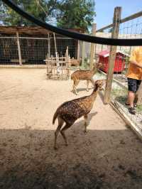 Batam zoo paradise