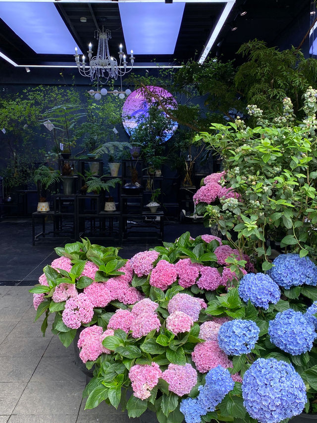 深圳｜荷蘭花卉小鎮🌸💐🌼