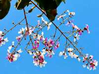 Singapore Gardens – Urban Oasis of Beauty and Innovation