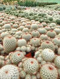 YG Cactus Farm Paksong