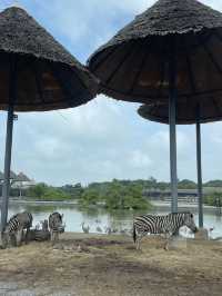 Wildlife experience in Safari World Bangkok