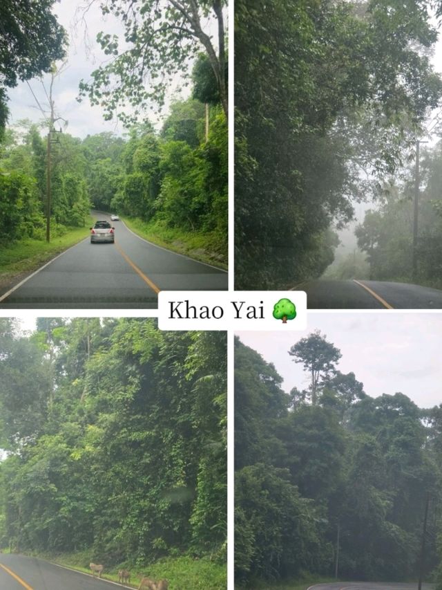 KhaoYai 🌳🍃