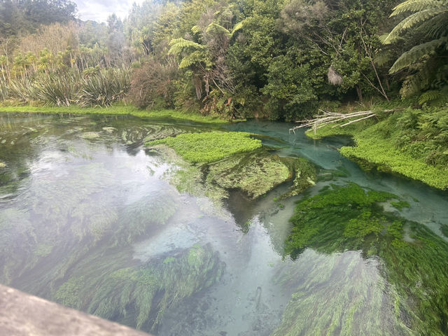 Blue Spring 