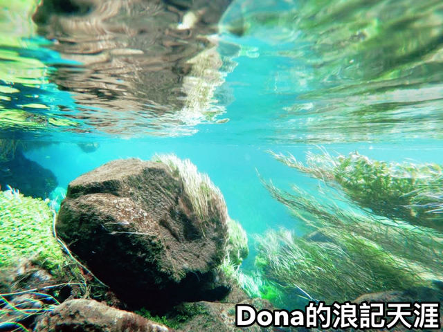 📍紐西蘭北島。Blue Spring ｜無敵清澈的泉水把煩惱沖淡
