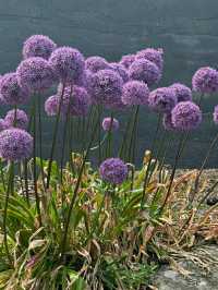 VanDusen Botanical Garden – A Tranquil Oasis in the Heart of Vancouver