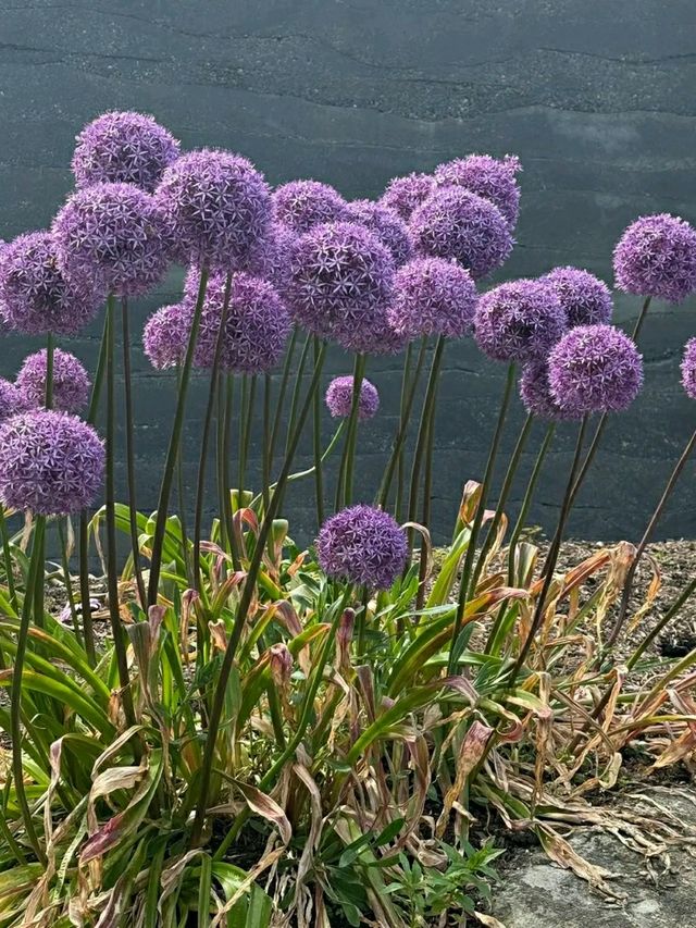 VanDusen Botanical Garden – A Tranquil Oasis in the Heart of Vancouver