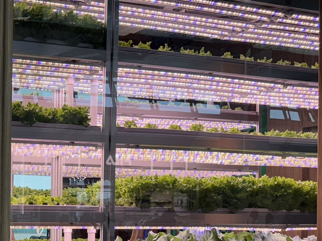 Farm inside Korean airport. 