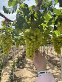 Weekend escape to Vinh Hy – Hang Rai: Nature, friends & unforgettable moments!” 🌊 🍇