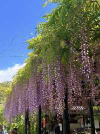 大阪｜到葛井寺看紫藤白藤 1300年11面千手觀音神像近距離參拜