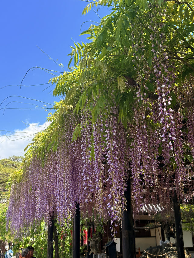 大阪｜到葛井寺看紫藤白藤 1300年11面千手觀音神像近距離參拜
