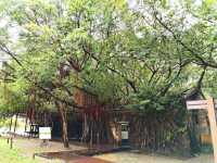 Anping Tree House
