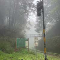 🚶‍♂️阿里山眠月線健行｜沼平車站 ⇄ 石猴車站