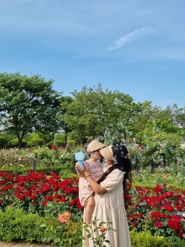 대전 가볼만한곳:: 장미세상 한밭수목원 장미원🌹
