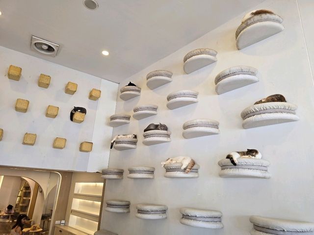 Mali Cat Cafe Bangsaen, Chonburi 