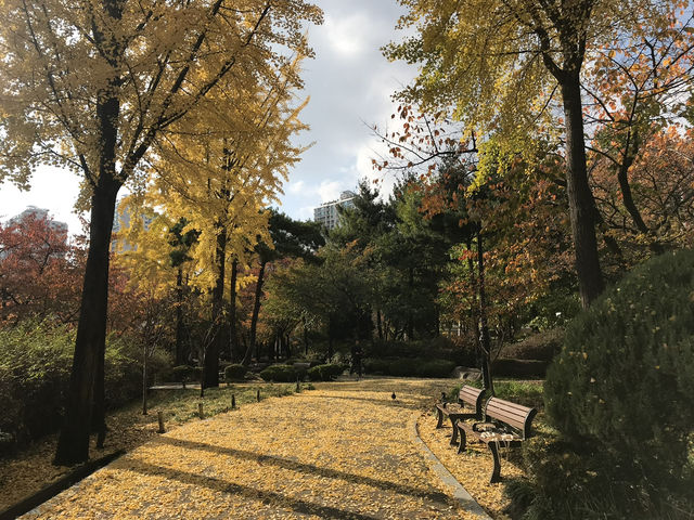 🍁 ใบไม้เปลี่ยนสีที่ทะเลสาบซอกชน