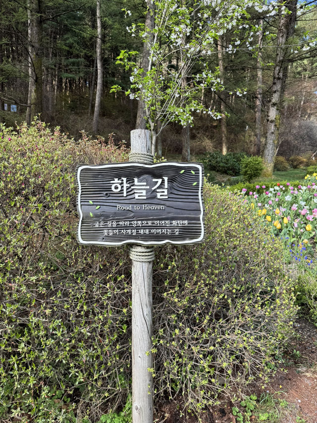 Seoul in Spring 2025 — A Moment to Remember 🌸