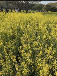 🌼【茨城・ひたちなか市 国営ひたち海浜公園】青の絨毯とコキアの丘で心も景色もリフレッシュ！ 