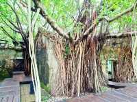 Anping Tree House ประวัติศาสตร์กับธรรมชาติ✨️
