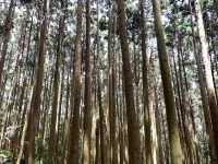 鵝公髻山步道看幸福雲海去