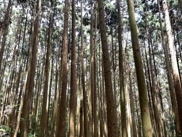 鵝公髻山步道看幸福雲海去
