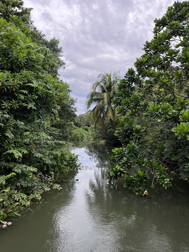 Kingfisher Wetlands: Hidden Gem of Nature at Gardens by the Bay
