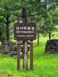 아름다운 평창의숲뷰와  수제버거의 환상만남