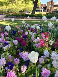 🌸【花に包まれる街】ダーリング・ダウンズの花祭りで彩りの旅
