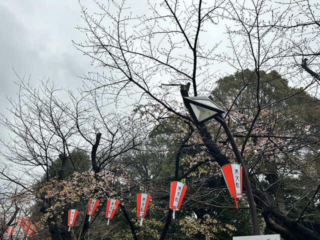 🔥「東京初見櫻花大爆發！穿越歷史畫卷的上野恩賜花園」