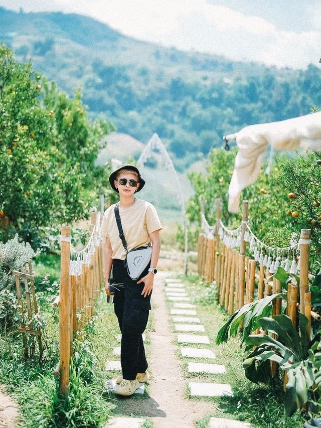 สวนส้มจินจู JINJU the orange farm 