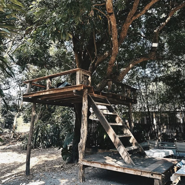 🌲 Yoo Pha – อยู่ป่า แต่ไม่โดดเดี่ยว  