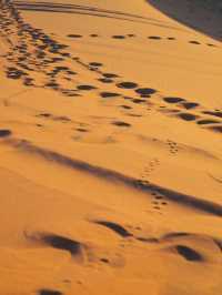 【サハラ砂漠🇲🇦】ラクダと砂漠と星空の旅🐪🌙