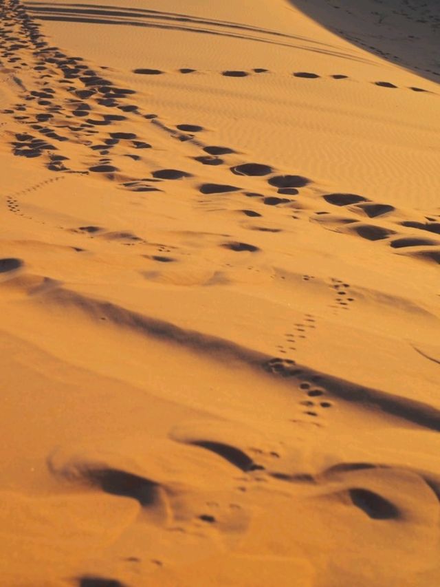 【サハラ砂漠🇲🇦】ラクダと砂漠と星空の旅🐪🌙