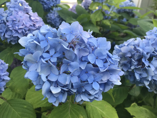 青森五所川原-蘆野公園（繡球花）