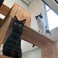 【日本・兵庫🇯🇵】淡路ののんびりできる猫カフェ
