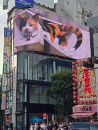 Unleashing Tokyo's Shinjuku magic ✨👏! 🐱💕 Foodie heaven, Godzilla's roar, and kindness galore❤️.
