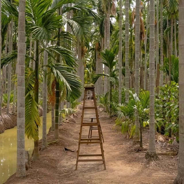 ฌาณหมาก Coffee & Farm 🌴