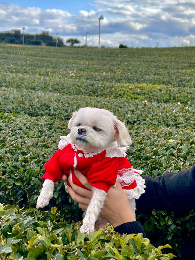 🐶❄️“강아지 패스권으로 제주도 완전 정복! 사려니숲길·연돈·1100고지 후기”❄️🐶